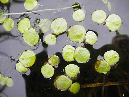 Spirodela polyrhiza \ Vielwurzelige Teichlinse / Greater Duckweed, D Dinkelsbühl 9.10.2009