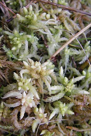 Sphagnum palustre \ Sumpf-Torfmoos / Prairie Sphagnum, D Dinkelsb&uuml;hl 9.10.2009