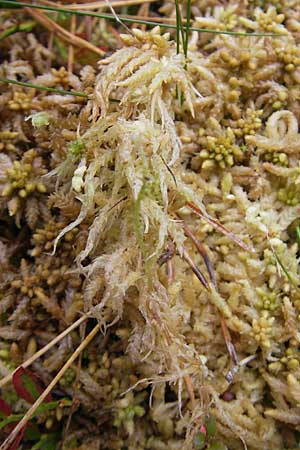 Sphagnum palustre \ Sumpf-Torfmoos / Prairie Sphagnum, D Dinkelsb&uuml;hl 9.10.2009