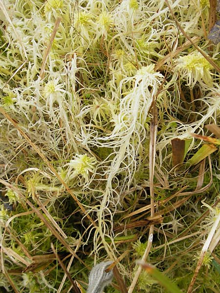 Sphagnum fimbriatum \ Gefranstes Torfmoos / Fringed Bog Moss, D Dinkelsb&uuml;hl 9.10.2009