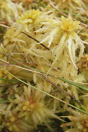 Sphagnum palustre \ Sumpf-Torfmoos / Prairie Sphagnum, D Dinkelsb&uuml;hl 9.10.2009