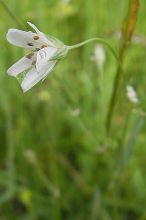 Stellaria palustris \ Sumpf-Sternmiere / Marsh Stitchwort, D Eppertshausen 12.6.2010
