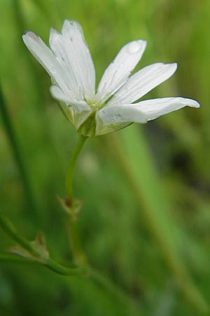 Stellaria palustris \ Sumpf-Sternmiere / Marsh Stitchwort, D Eppertshausen 12.6.2010
