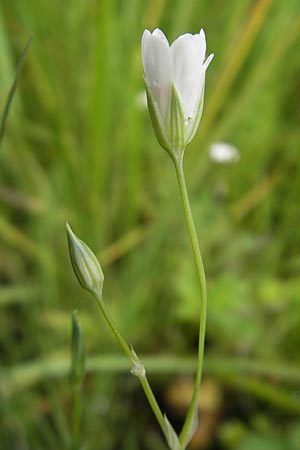 Stellaria palustris \ Sumpf-Sternmiere / Marsh Stitchwort, D Eppertshausen 12.6.2010