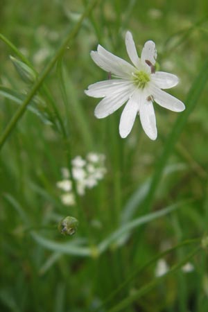 Stellaria palustris \ Sumpf-Sternmiere / Marsh Stitchwort, D Eppertshausen 12.6.2010