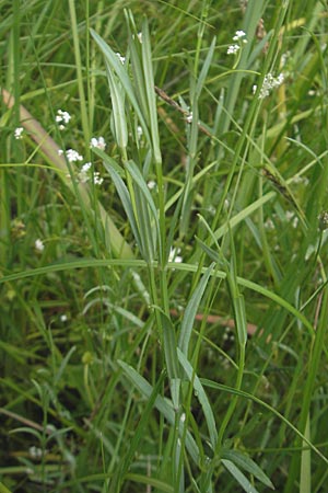 Stellaria palustris \ Sumpf-Sternmiere / Marsh Stitchwort, D Eppertshausen 12.6.2010