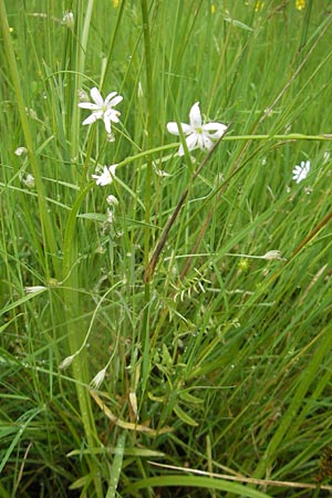 Stellaria palustris \ Sumpf-Sternmiere / Marsh Stitchwort, D Eppertshausen 12.6.2010
