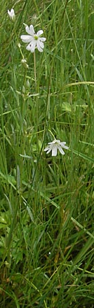 Stellaria palustris \ Sumpf-Sternmiere / Marsh Stitchwort, D Eppertshausen 12.6.2010