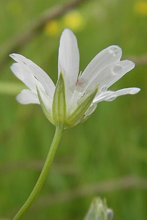 Stellaria palustris \ Sumpf-Sternmiere / Marsh Stitchwort, D Eppertshausen 12.6.2010