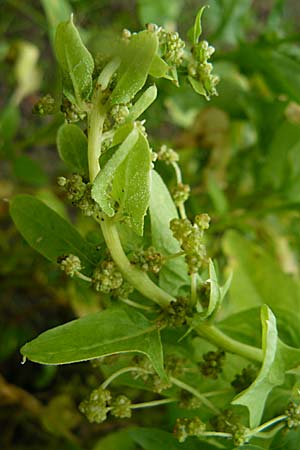 Spinacia oleracea \ Spinat / Spinach, D Botan. Gar.  Universit.  Mainz 13.9.2008