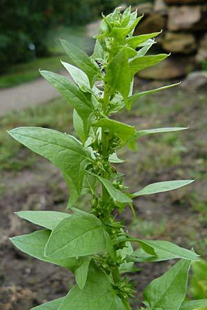 Spinacia oleracea \ Spinat / Spinach, D Botan. Gar.  Universit.  Mainz 13.9.2008
