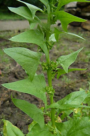 Spinacia oleracea \ Spinat / Spinach, D Botan. Gar.  Universit.  Mainz 13.9.2008
