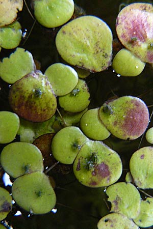 Spirodela polyrhiza \ Vielwurzelige Teichlinse / Greater Duckweed, D Mainz 13.9.2008