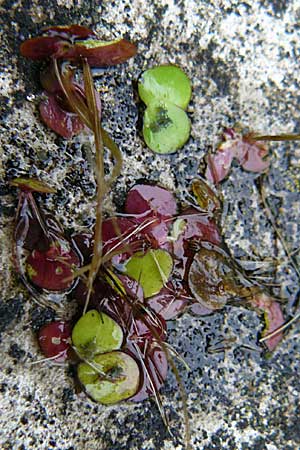 Spirodela polyrhiza \ Vielwurzelige Teichlinse / Greater Duckweed, D Mainz 13.9.2008