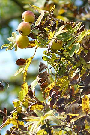 Sorbus domestica \ Speierling / Service Tree, D Pforzheim 27.9.2008