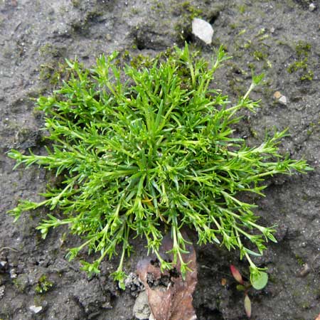 Sagina procumbens \ Niederliegendes Mastkraut / Procumbent Pearlwort, D Erkheim 8.5.2010