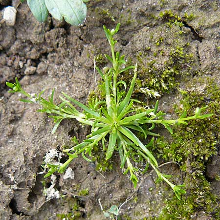 Sagina procumbens \ Niederliegendes Mastkraut / Procumbent Pearlwort, D Erkheim 8.5.2010