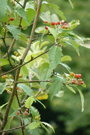 Sorbus pulchra \ Schne Mehlbeere / Goessweinstein Whitebeam, D Franken/Franconia Gößweinstein 6.8.2011