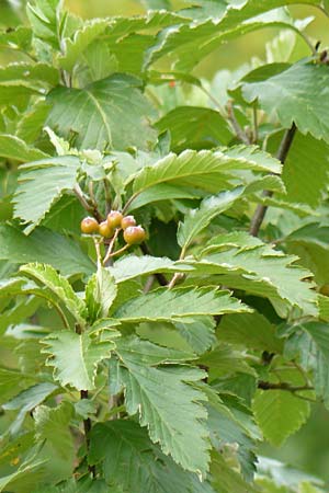 Sorbus pulchra \ Schne Mehlbeere / Goessweinstein Whitebeam, D Franken/Franconia Gößweinstein 6.8.2011