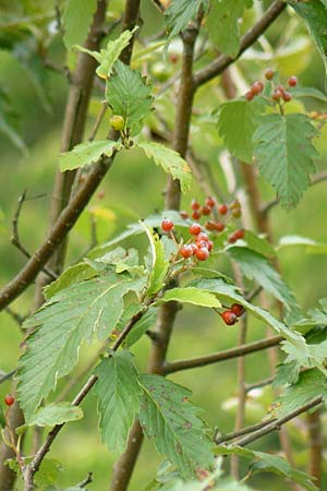Sorbus pulchra \ Schne Mehlbeere / Goessweinstein Whitebeam, D Franken/Franconia Gößweinstein 6.8.2011