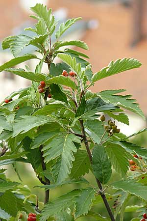 Sorbus pulchra \ Schne Mehlbeere / Goessweinstein Whitebeam, D Franken/Franconia Gößweinstein 6.8.2011