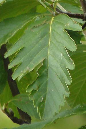 Sorbus pulchra \ Schne Mehlbeere / Goessweinstein Whitebeam, D Franken/Franconia Gößweinstein 6.8.2011