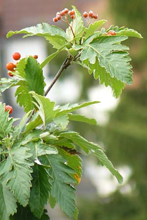 Sorbus pulchra \ Schne Mehlbeere / Goessweinstein Whitebeam, D Franken/Franconia Gößweinstein 6.8.2011