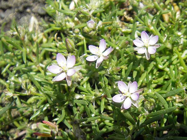 Spergularia rubra \ Rote Schuppenmiere, Roter Sprkling / Sea Spurrey, D Türkismühle 21.5.2011