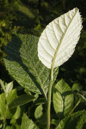 Sorbus dubronensis \ Tauber-Mehlbeere / Tauber Whitebeam, D Königheim 30.5.2011