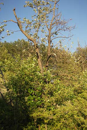 Sorbus dubronensis \ Tauber-Mehlbeere / Tauber Whitebeam, D Königheim 30.5.2011