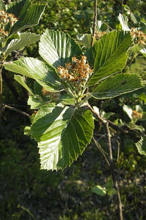 Sorbus dubronensis \ Tauber-Mehlbeere / Tauber Whitebeam, D Königheim 30.5.2011
