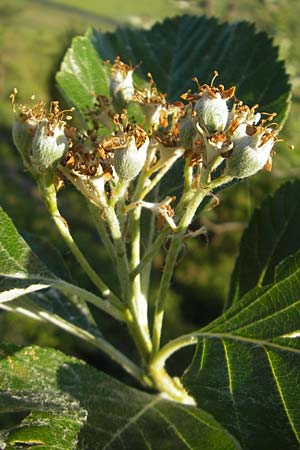 Sorbus dubronensis \ Tauber-Mehlbeere / Tauber Whitebeam, D Königheim 30.5.2011