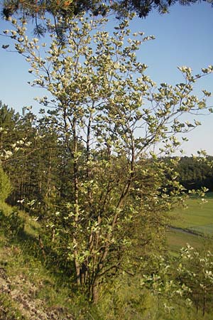 Sorbus dubronensis \ Tauber-Mehlbeere / Tauber Whitebeam, D Königheim 30.5.2011