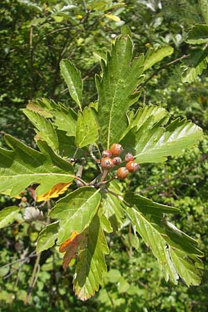 Sorbus pseudothuringiaca \ Hersbrucker Mehlbeere / Hersbruck Whitebeam, D Franken/Franconia Arzlohe 6.8.2011