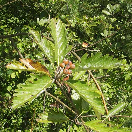Sorbus pseudothuringiaca \ Hersbrucker Mehlbeere / Hersbruck Whitebeam, D Franken/Franconia Arzlohe 6.8.2011
