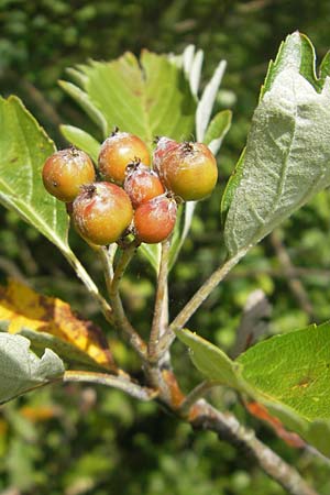 Sorbus pseudothuringiaca \ Hersbrucker Mehlbeere / Hersbruck Whitebeam, D Franken/Franconia Arzlohe 6.8.2011