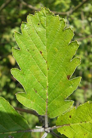 Sorbus pseudothuringiaca \ Hersbrucker Mehlbeere / Hersbruck Whitebeam, D Franken/Franconia Arzlohe 6.8.2011