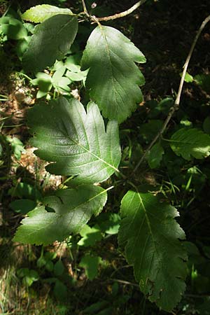 Sorbus pseudothuringiaca \ Hersbrucker Mehlbeere / Hersbruck Whitebeam, D Franken/Franconia Arzlohe 6.8.2011