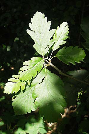 Sorbus pseudothuringiaca \ Hersbrucker Mehlbeere / Hersbruck Whitebeam, D Franken/Franconia Arzlohe 6.8.2011
