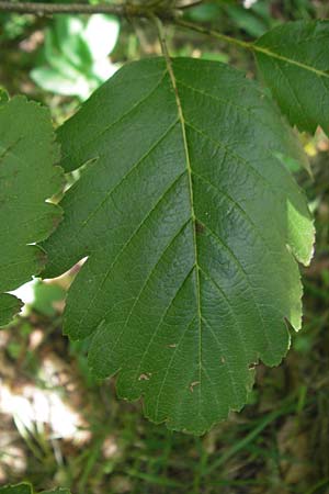 Sorbus pseudothuringiaca \ Hersbrucker Mehlbeere / Hersbruck Whitebeam, D Franken/Franconia Arzlohe 6.8.2011