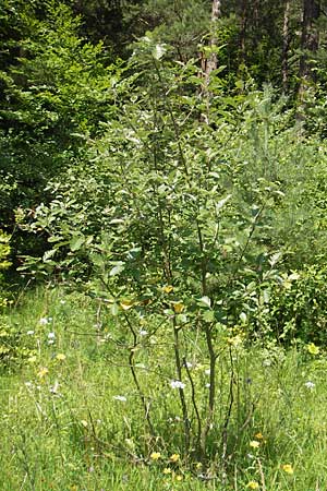 Sorbus pseudothuringiaca \ Hersbrucker Mehlbeere / Hersbruck Whitebeam, D Franken/Franconia Arzlohe 6.8.2011