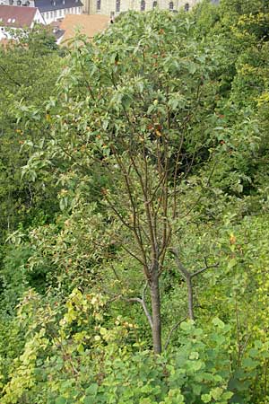 Sorbus pulchra \ Schne Mehlbeere / Goessweinstein Whitebeam, D Franken/Franconia Gößweinstein 6.8.2011