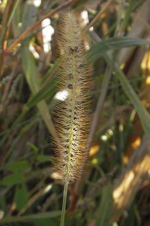 Setaria pumila \ Rote Borstenhirse, Fuchsrote Borstenhirse / Yellow Bristle Grass, D Kehl 15.10.2011