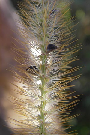 Setaria pumila \ Rote Borstenhirse, Fuchsrote Borstenhirse / Yellow Bristle Grass, D Kehl 15.10.2011