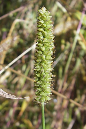 Setaria pumila \ Rote Borstenhirse, Fuchsrote Borstenhirse / Yellow Bristle Grass, D Kehl 15.10.2011