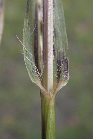 Setaria pumila \ Rote Borstenhirse, Fuchsrote Borstenhirse / Yellow Bristle Grass, D Kehl 20.10.2011