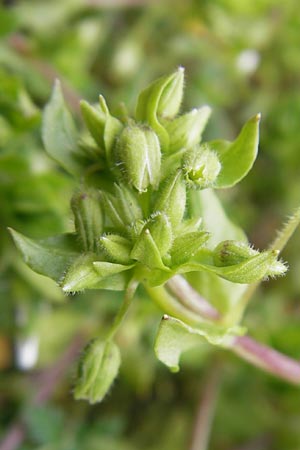 Stellaria pallida \ Blasse Vogelmiere / Lesser Chickweed, D Schwetzingen 14.4.2012