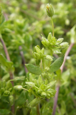 Stellaria pallida \ Blasse Vogelmiere / Lesser Chickweed, D Schwetzingen 14.4.2012