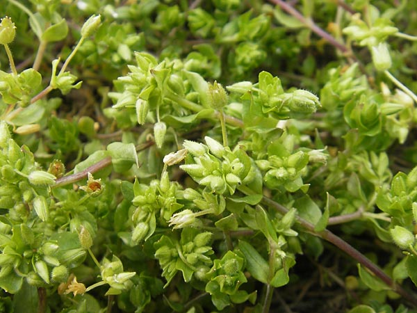Stellaria pallida \ Blasse Vogelmiere / Lesser Chickweed, D Schwetzingen 14.4.2012