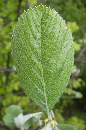 Sorbus collina \ Hgel-Mehlbeere / Hill Whitebeam, D Franken/Franconia Weismain 7.5.2012